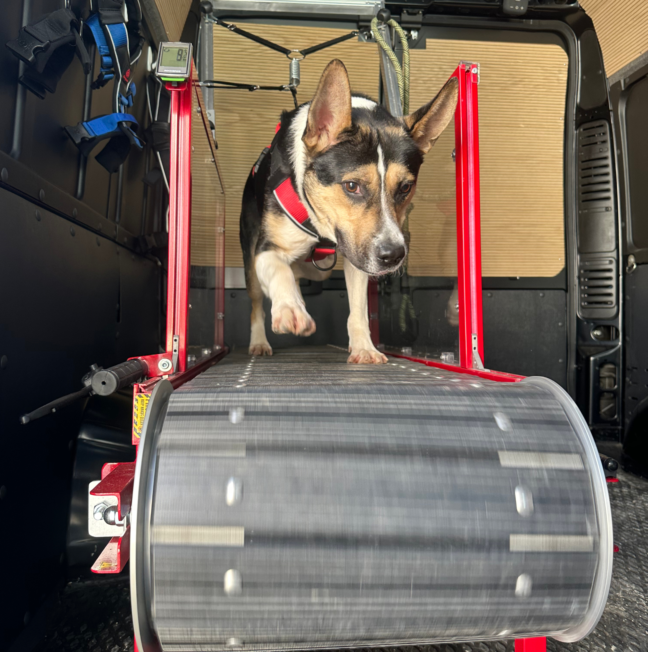 Dog running on the slatmill inside the K9 Cardio Fitness van